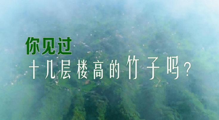 你见过十几层楼高的竹子吗